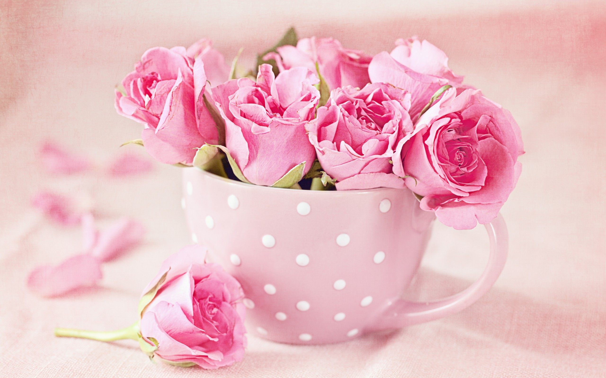 roses roses dans une tasse rose