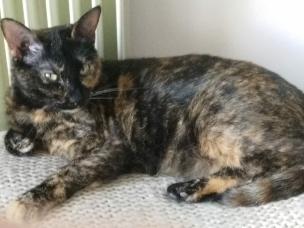 Mia, chatte écaille de tortue de Cenwen Isabelle Gillet. Photo du site https://cenwen.net/