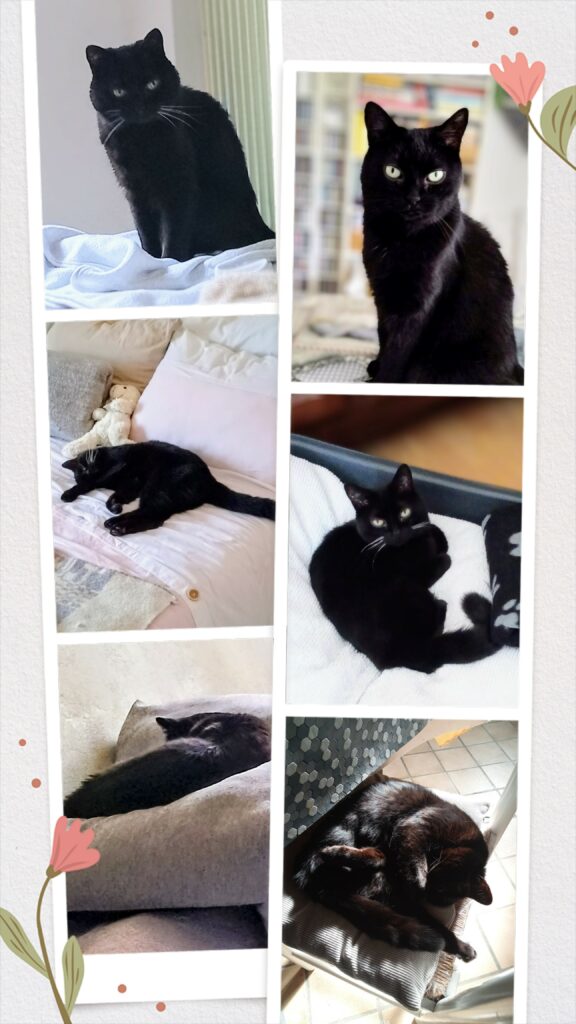 Collage de photos de Chipie, la chatte noire de Cenwen, images originales du site officiel Cenwen.net